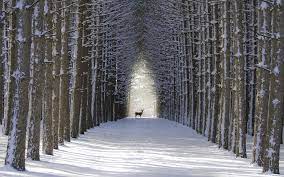 winter snow tree deer buck