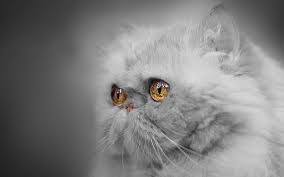persian cat gray cat brown big eyes