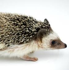 bathing a pet hedgehog