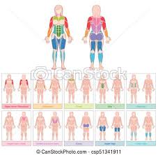 Muscle Groups Female Body Colored Chart