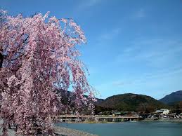 「嵐山　桜」の画像検索結果