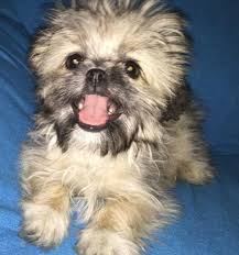 Could the shih tzu be the right dog breed for you? Adorable Shih Tzu Pom Puppy For Sale In Colorado Springs Colorado Classified Americanlisted Com