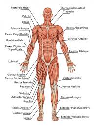 All muscles maintain some amount of muscle tone at all times, unless the muscle has been disconnected from the central nervous system due to nerve damage. áˆ The Muscular System Stock Pictures Royalty Free Muscular System Photos Download On Depositphotos