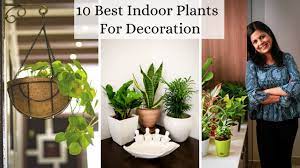 10 best indoor plants for decoration