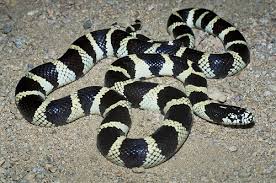 banded californian king snake
