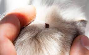 how to safely remove a tick from a dog