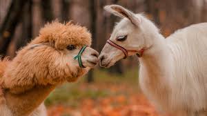 llamas vs alpacas howstuffworks