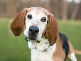 The english foxhound is one of the most loyal and loving dogs around, but they're also among the most. English Foxhound Price Temperament Life Span