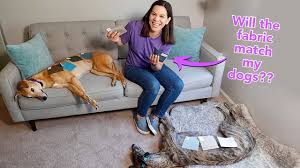 selecting a diy dog friendly sofa