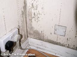 mold in the house