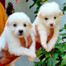 pure top quality pomeranian puppies for