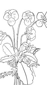 Select one of 1000 printable coloring pages of the category flowers. February Violet Birth Flower Background Coloring Page Canary Jane