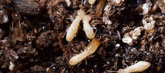 Does Mulch Attract Termites Your