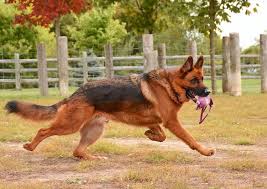 Download in under 30 seconds. 5 Things To Know About German Shepherd Dogs