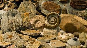 Fósiles, rocas y minerales