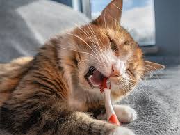 cat toothpaste and dental s