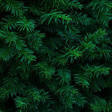 evergreen plant care tips for