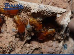 preventive termite inspection