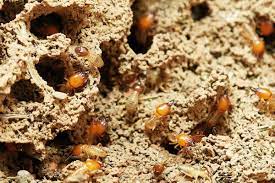 types of termites how they differ