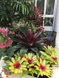 landscaping with bromeliads