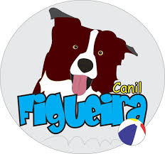 Maybe you would like to learn more about one of these? Canil Figueira Border Collies Home Facebook
