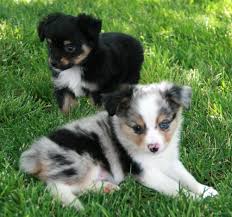 They have a rich history of being bred a lot of people noticed old hemp's greatness that they wanted puppies with his genes. Toy Mini Aussie For Sale Novocom Top