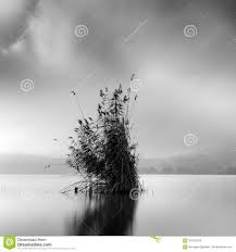 a group of bulrush in kastoria lake stock photo image of banks a fine art black and white landscape photography at kastoria lake plants