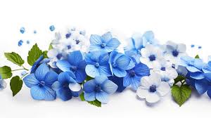 blue flower images browse 126 410