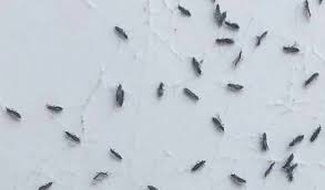 tiny black bugs in my house