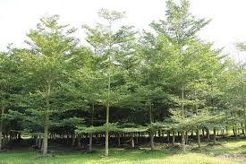5 Manfaat Pohon Ketapang Kencana untuk Lingkungan - Manfaat.co.id