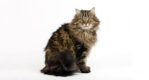domestic long hair cat kitten breed