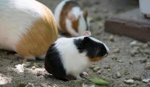how to keep guinea pigs warm neeness