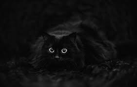 Wallpaper Cat Black Background Black