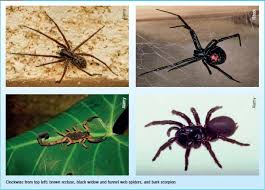 Just what makes the widow spiders so unusually toxic? Assessing And Managing Spider And Scorpion Envenomation
