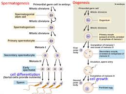 Gametogenesis Spermatogenesis Oogenesis Teaching