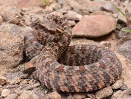 which venomous snakes and scorpions