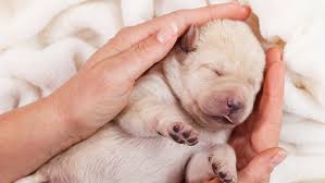 Newborn Puppy Care Week By Week Guide