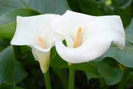 how to plant and grow calla lily