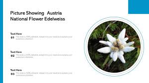 picture showing austria national flower