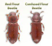 confused flour beetle red flour beetle