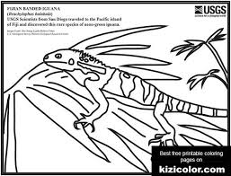 Free iguana on dry land coloring page to download or print, including many other related iguana coloring page you may like. Iguana Free Printable Coloring Pages For Girls And Boys