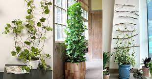 18 Fantastic Pothos Trellis Ideas You