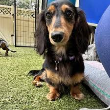 rescued dachshunds in brevard county