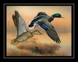 Bird Hunting Poster Duck Ilration