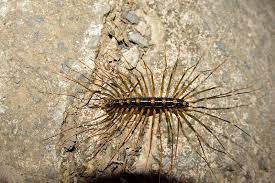 identify and control centipedes