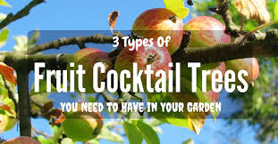 It was supposed to have four fruits on it, and so far i have unfortunately, these trees are challenging to maintain. 3 Types Of Fruit Cocktail Trees You Need To Have In Your Garden