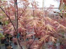 Likely a selected seedling of aka shigitasu sawa but amber in spring and summer. Acer Palmatum Amber Ghost Ubc Botanical Garden Forums