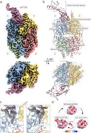 cryo em structure of human eif5a dhs