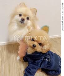 pomeranian and toy poodle stock photo
