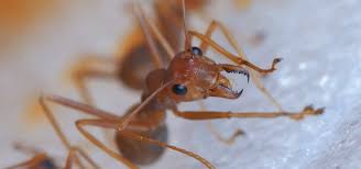 Was hilft gegen ameisen im haus oder in der wohnung? Wie Kann Ich Ameisen In Meinem Haus Loswerden Schadlingsguru